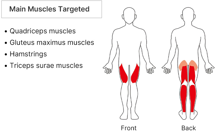 Main Muscles Targeted